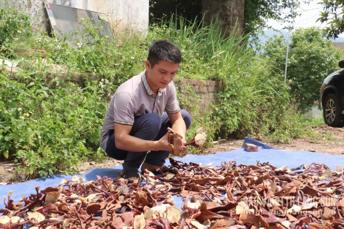 Nấm lim xanh mở sinh kế mới