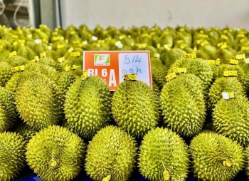Hỗ trợ sản xuất sầu riêng theo tiêu chuẩn VietGAP