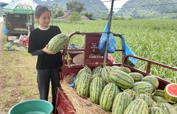 Dưa hấu xen canh - Hướng đi nâng cao thu nhập nhưng còn đó những nỗi lo