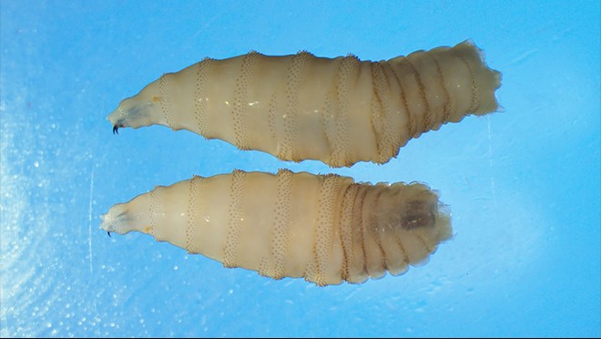 Hoa Kỳ khẩn cấp cấp phép thuốc điều trị ký sinh trùng ăn thịt gia súc New World screwworm