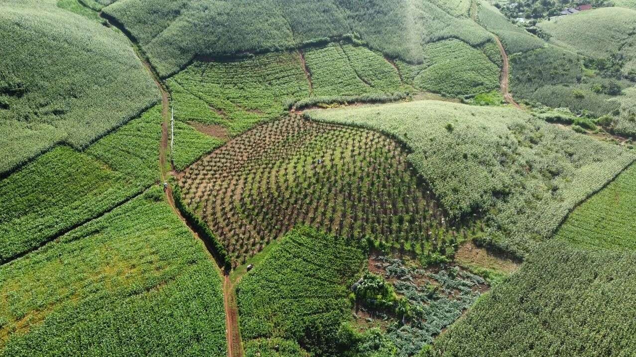 Sơn La phát triển lâm nghiệp đa giá trị, hướng tới tăng trưởng xanh vùng Tây Bắc