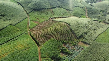 Sơn La phát triển lâm nghiệp đa giá trị, hướng tới tăng trưởng xanh vùng Tây Bắc