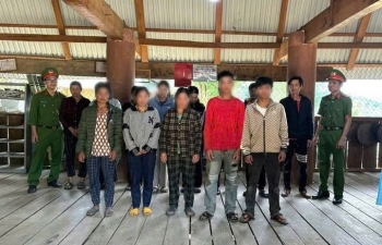 Quảng Ngãi: Khởi tố 12 người trộm hơn 250 củ sâm Ngọc Linh