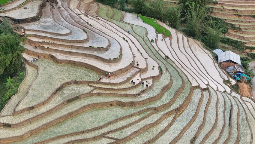 Ngắm vẻ đẹp bình yên của ruộng bậc thang Tả Van mùa nước đổ