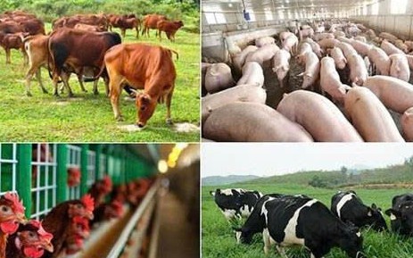 Khánh Hòa quy định mức hỗ trợ khắc phục thiệt hại do dịch bệnh động vật