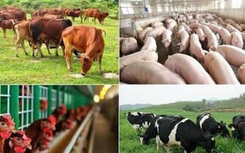 Khánh Hòa quy định mức hỗ trợ khắc phục thiệt hại do dịch bệnh động vật
