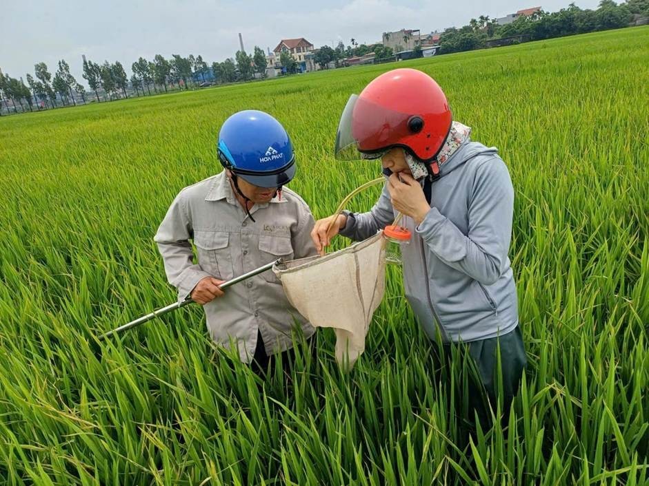 Hải Phòng: Chủ động ban hành kế hoạch phòng chống bệnh lùn sọc đen hại lúa vụ Mùa năm 2026