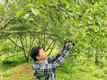 Phát triển cây trồng giá trị kinh tế cao, thúc đẩy kinh tế nông nghiệp hàng hoá  bền vững