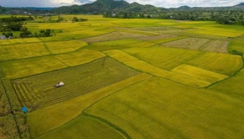 Hành trình hữu cơ và sức hút du lịch canh nông tại cánh đồng lúa Buôn Choáh