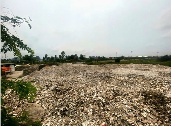Đổ vỏ hàu ra môi trường chủ cơ sở chế biến ở Quảng Ninh bị khởi tố