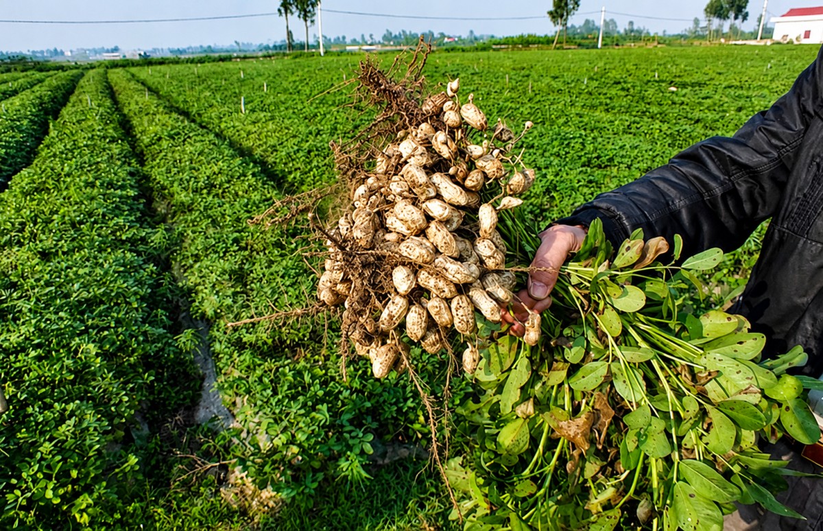Hai giống lạc mới cho năng suất vượt đối chứng tới 31%, tăng hiệu quả kinh tế cho nông dân