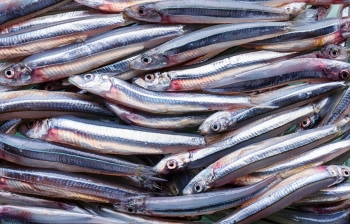 Peru tiếp tục tạm dừng khai thác cá cơm do nguy cơ từ El Niño