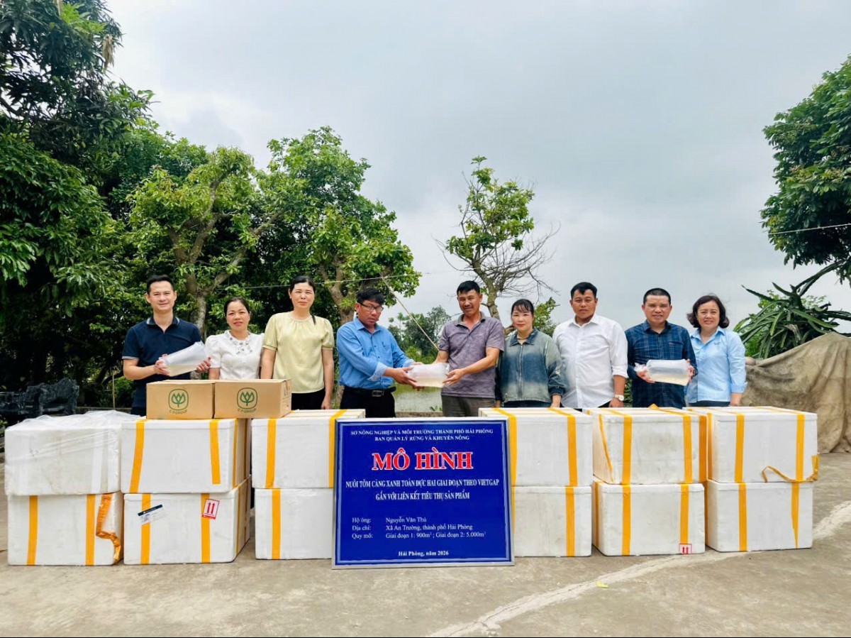 Hải Phòng: Triển khai mô hình nuôi tôm càng xanh toàn đực hai giai đoạn theo chuẩn VietGAP