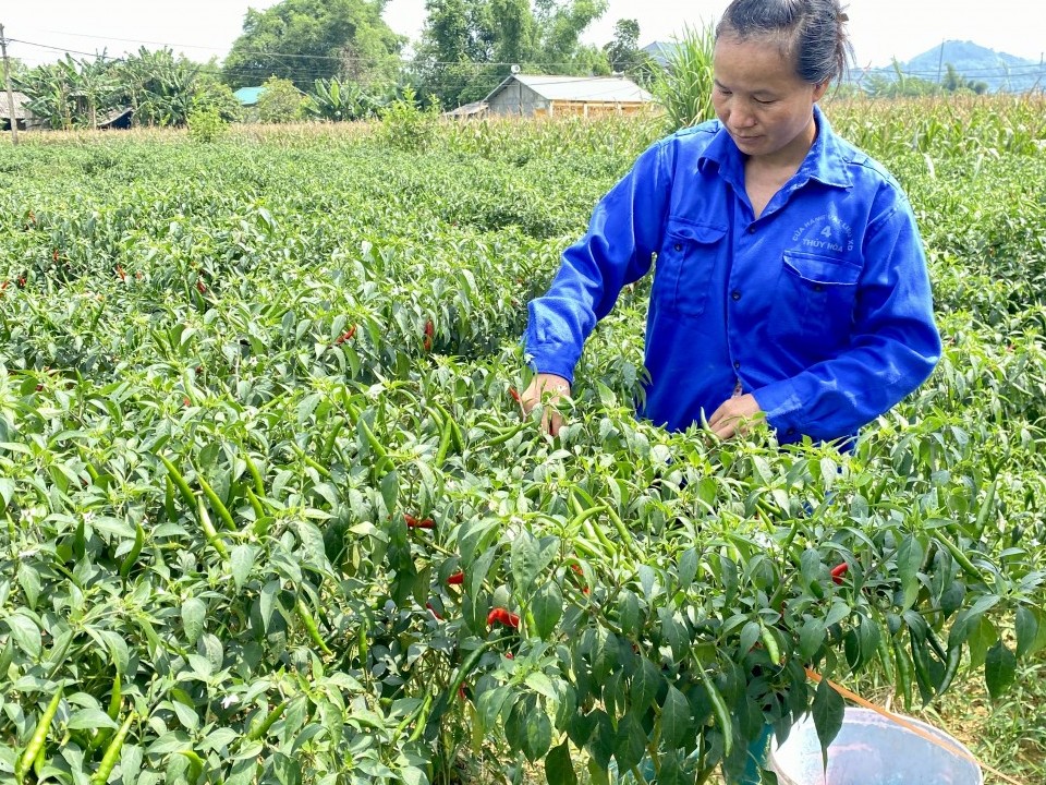 trong ot huu co huong di hieu qua nang cao thu nhap cho nguoi dan