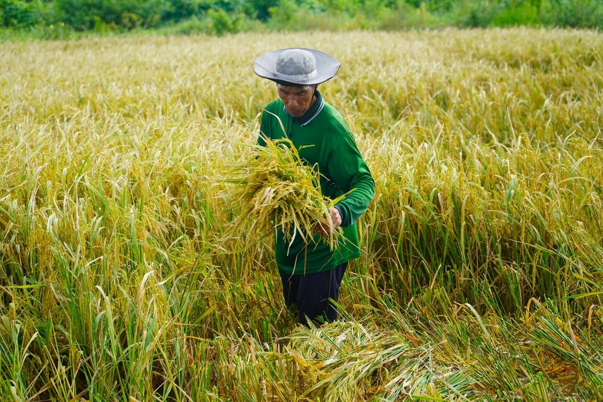 Sau 2 năm triển khai, Dự án AgriCRF-VN đã giúp nông dân tiếp cận các giải pháp tài chính rủi ro khí hậu. Ảnh: Kim Anh. Sau 2 năm triển khai, Dự án AgriCRF-VN đã giúp nông dân tiếp cận các giải pháp tài chính rủi ro khí hậu. Ảnh: Kim Anh.