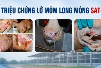Quảng Trị: Triển khai các biện pháp phòng, chống bệnh lở mồm long móng do vi rút serotype SAT1
