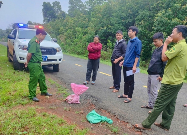 Lâm Đồng: Tiếp nhận cá thể tê tê Java quý hiếm đi lạc vào khu dân cư
