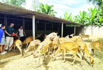 Về “thủ phủ” hươu sao