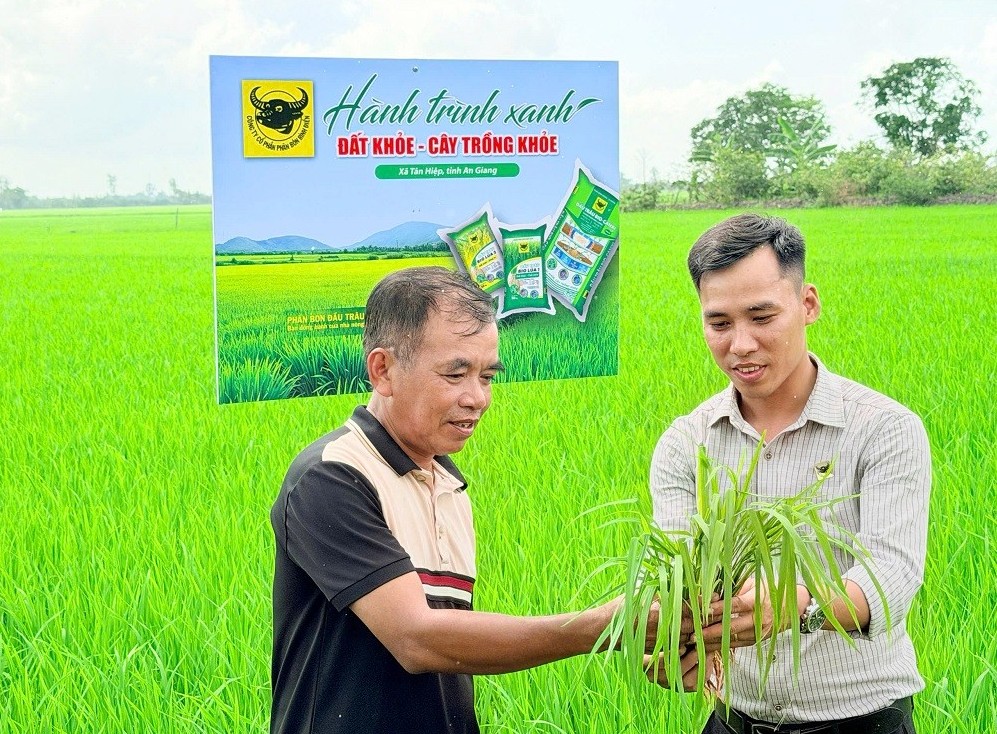 Phân bón Bình Điền: Lo từ gốc để cây lúa khỏe hơn