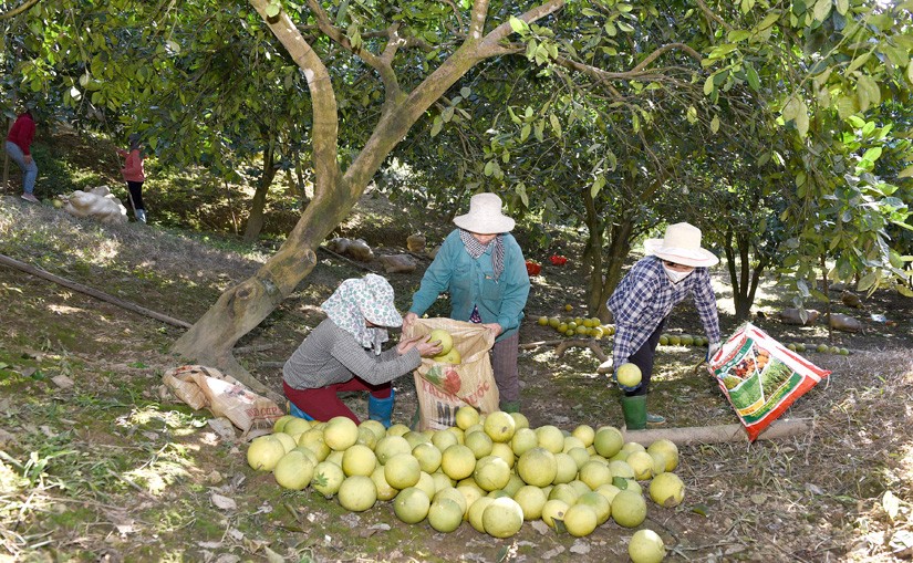 Báo chí là đòn bẩy đưa thương hiệu nông sản Việt Nam ra thế giới