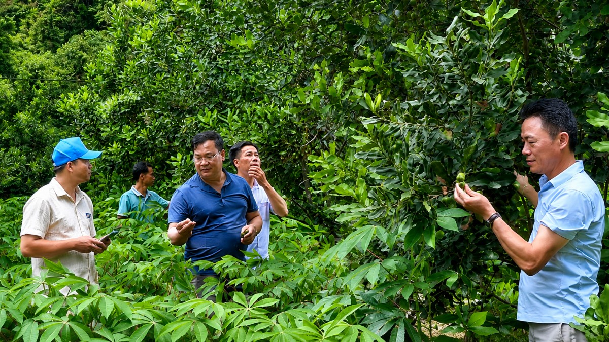 Cao Bằng: Từ nương ngô dốc đá đến vùng mắc ca hàng hóa bền vững