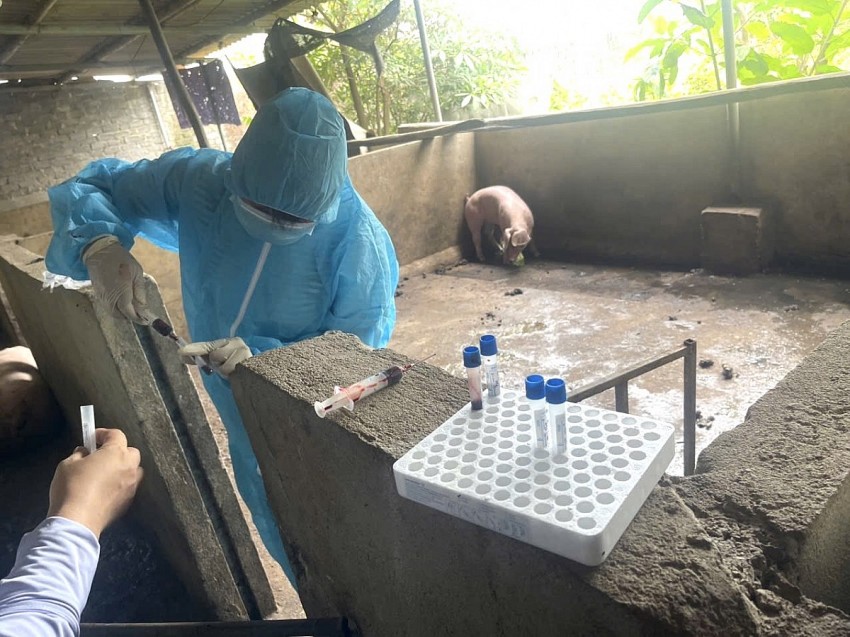 Lực lượng chức năng lấy mẫu giám định và cho kết quả dương tính với virut dịch tả lợn châu phi. 