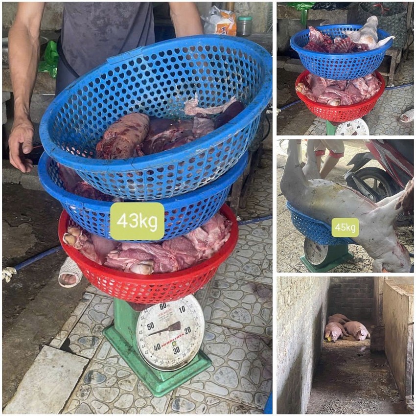 Số lợn mắc dịch tả lợn châu Phi được các đối tượng giết mổ, chuân bị đưa ra thị trường tiêu thụ. 