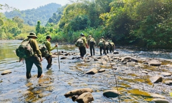 Chỉ đạo xác minh đối tượng các vụ phá rừng để xử lý theo quy định pháp luật