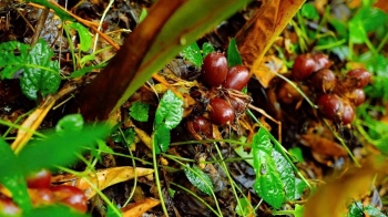 Tuyên Quang khai thác hiệu quả giá trị kinh tế dưới tán rừng