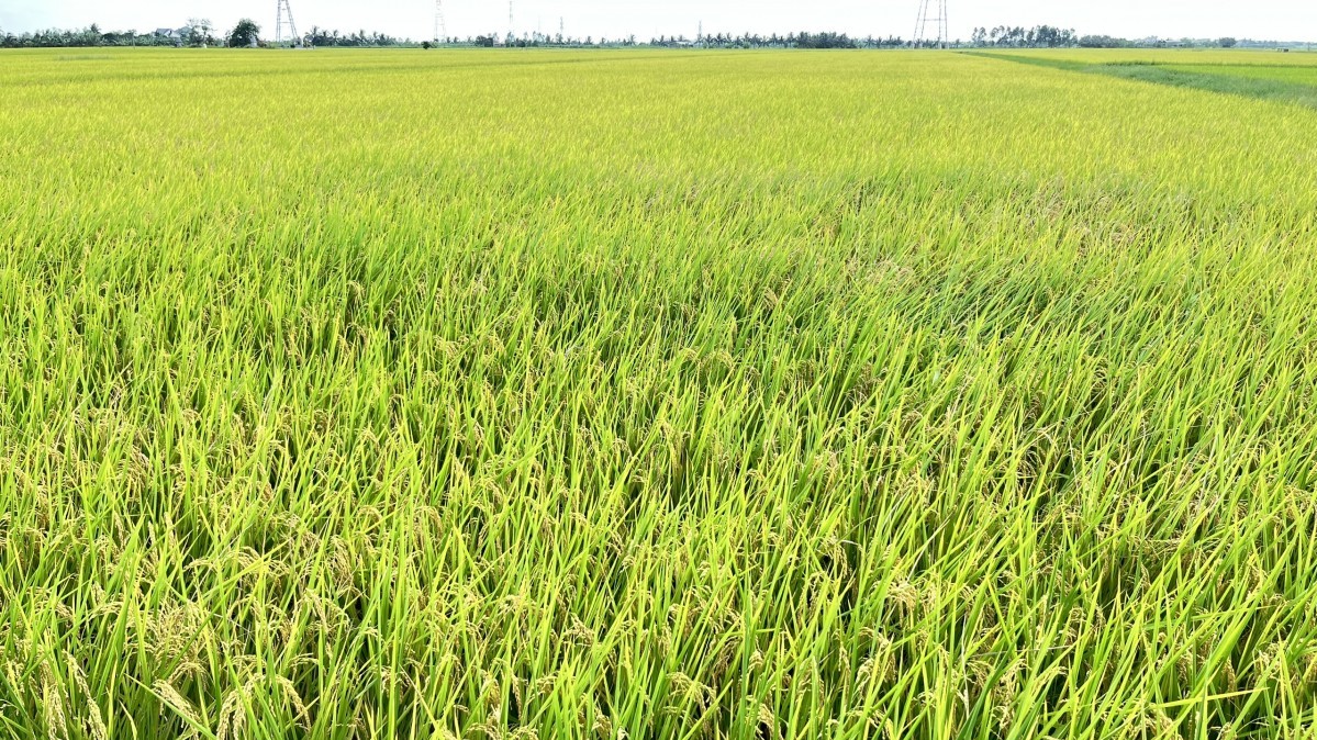 Hưng Yên biến biến đổi khí hậu thành động lực phát triển xanh