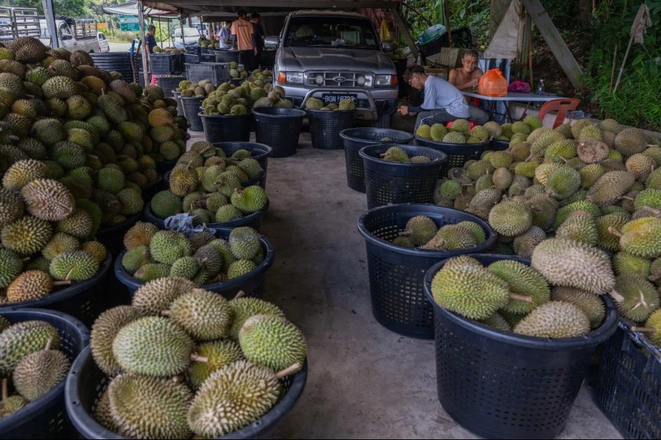 malaysia tim cach mo rong xuat khau sau rieng sang trung quoc de ho tro nong dan