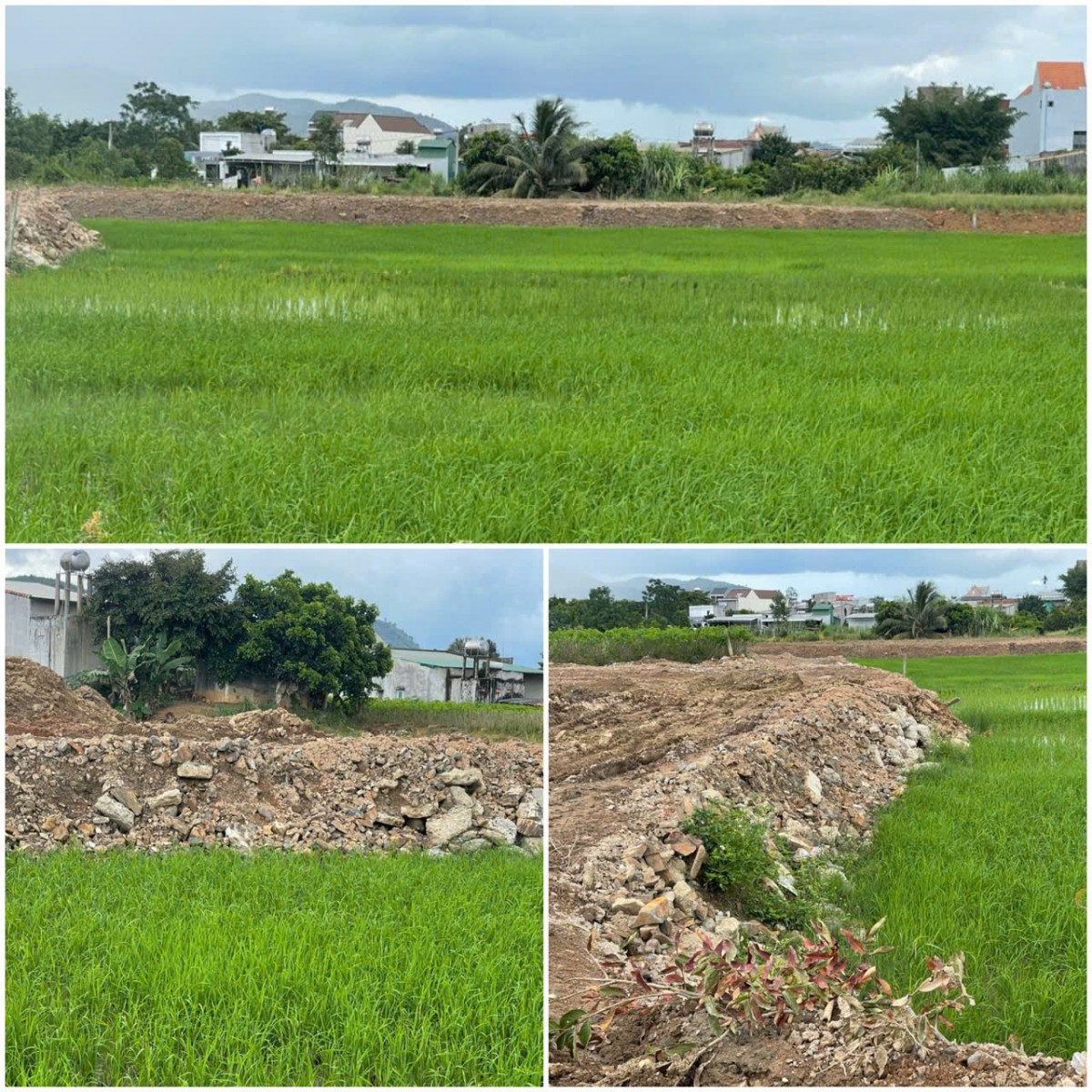 Chỉ đạo kiểm tra thông tin Tạp chí điện tử Nông nghiệp hữu cơ Việt Nam phản ánh