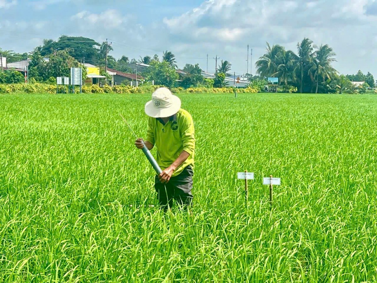 Cần Thơ thúc đẩy canh tác lúa thông minh, hướng đến giảm phát thải