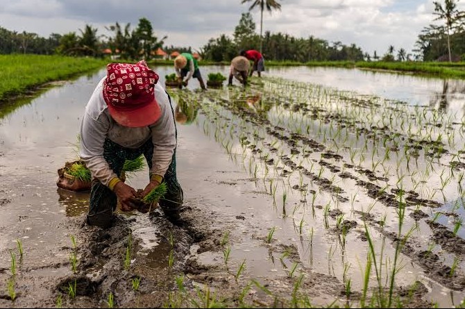 sieu el nino de doa san luong lua philippines nguy co giam toi 30