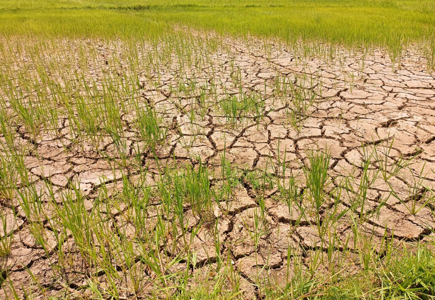 Siêu El Nino đe dọa sản lượng lúa Philippines, nguy cơ giảm tới 30%