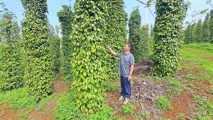 Tháo gỡ những “điểm nghẽn” trong chuỗi giá trị hồ tiêu tỉnh Lâm Đồng