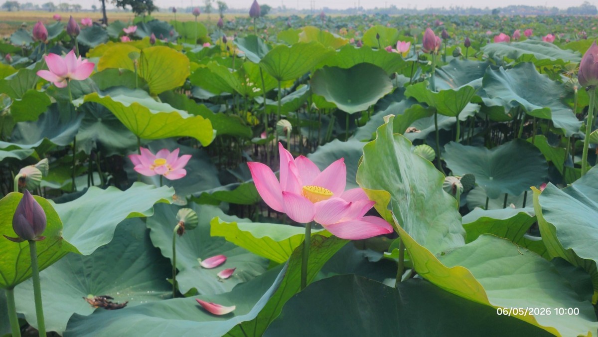 Cố đô Huế
