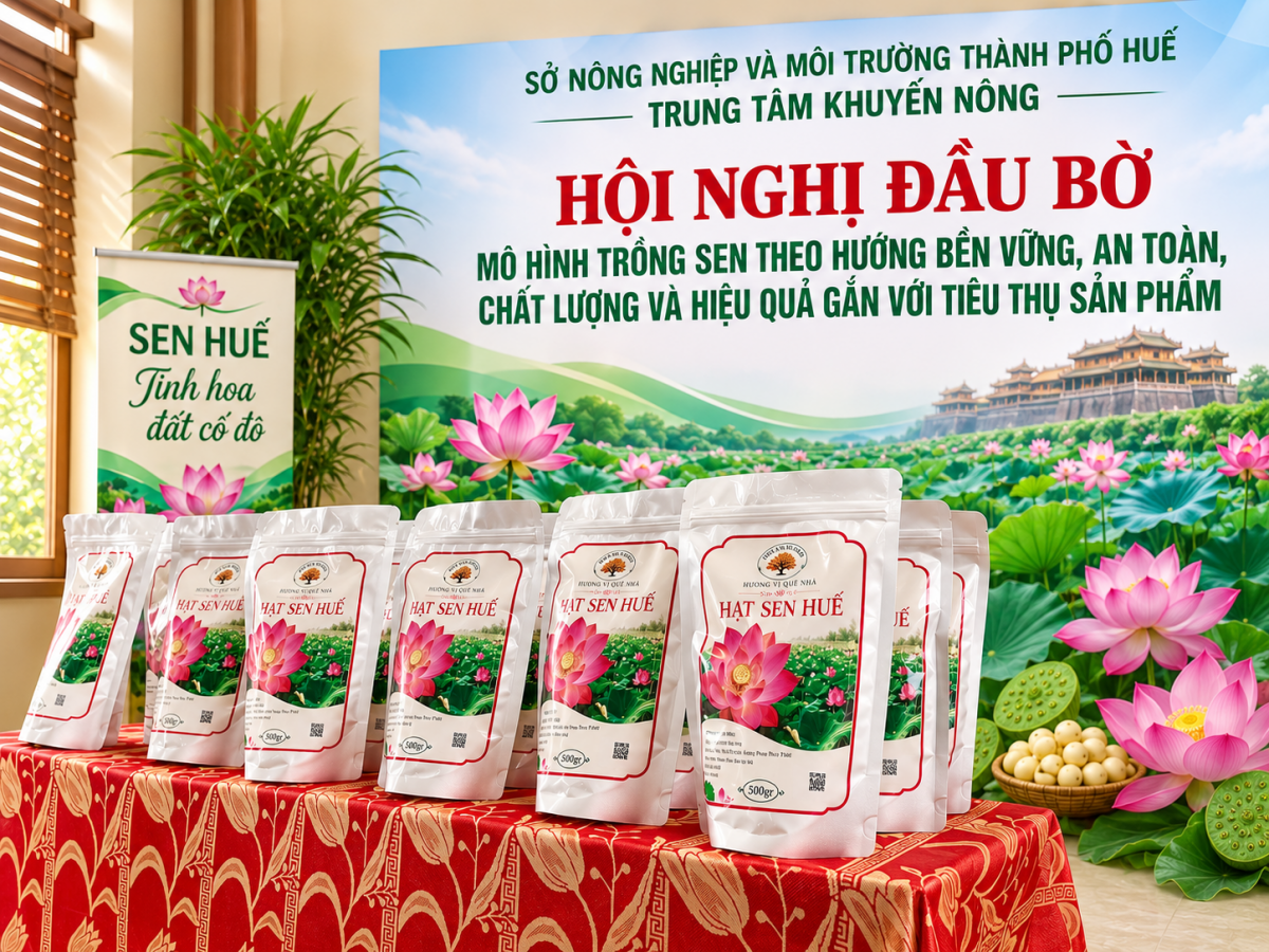 Nâng tầm giá trị sen Huế gắn với xây dựng thương hiệu