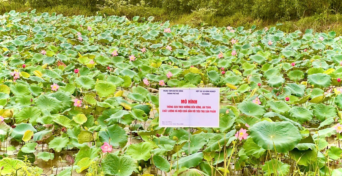 Mô hình trồng sen