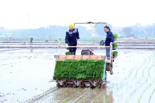 Nông dân xã Tây Tiền Hải gieo cấy đạt 90% diện tích lúa mùa