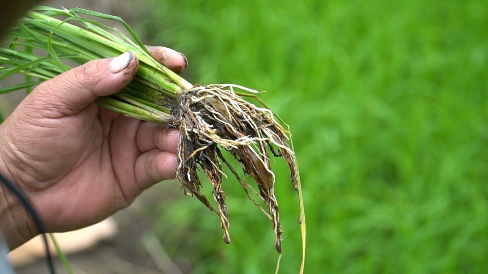 Làm giàu nhờ đổi mới tư duy trên vùng đất phèn