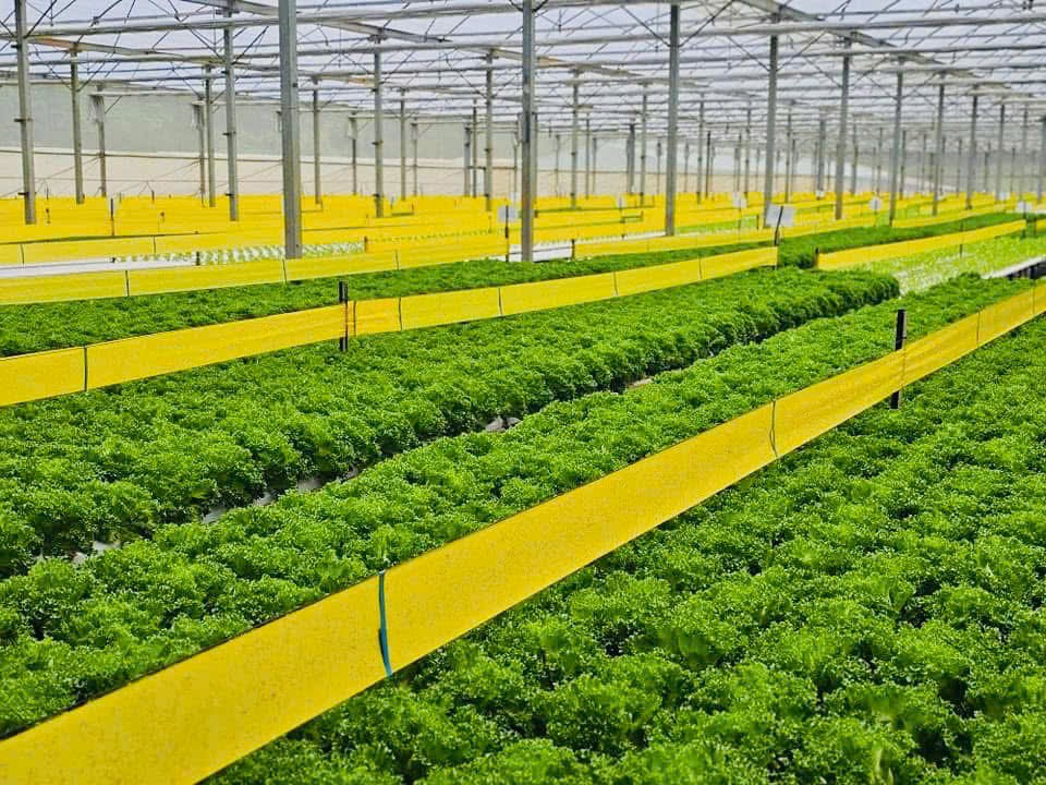 Lâm Đồng đề xuất tôn vinh các điển hình tiên tiến phát triển Nông nghiệp hữu cơ lần thứ III năm 2026