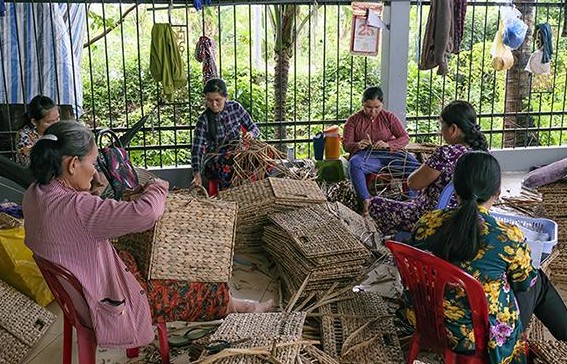 Cỏ bàng Đồng Tháp Mười - Sức sống xanh từ miền đất ngập nước