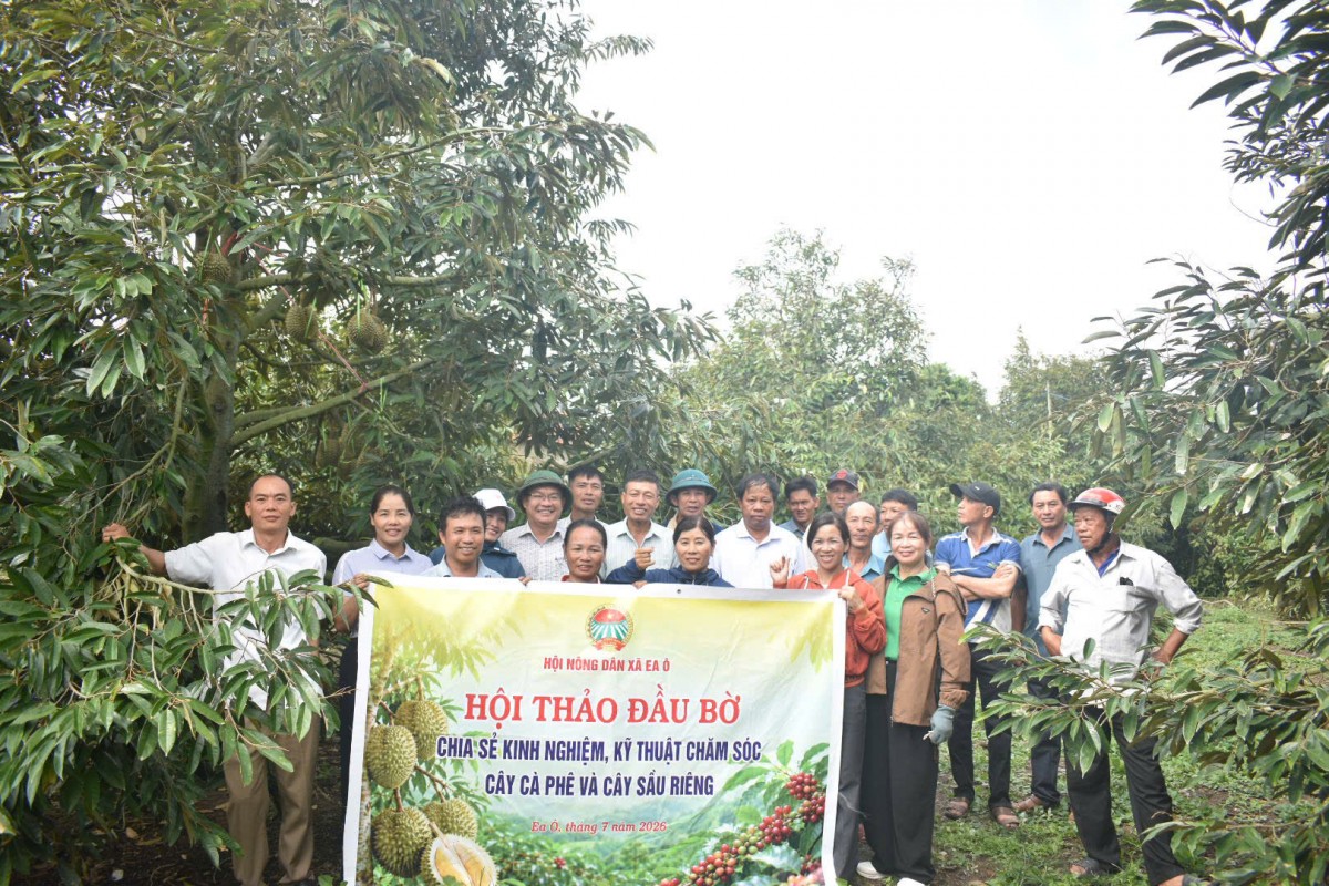 Hướng đi mới từ mô hình nông nghiệp hữu cơ cho cây sầu riêng, cà phê