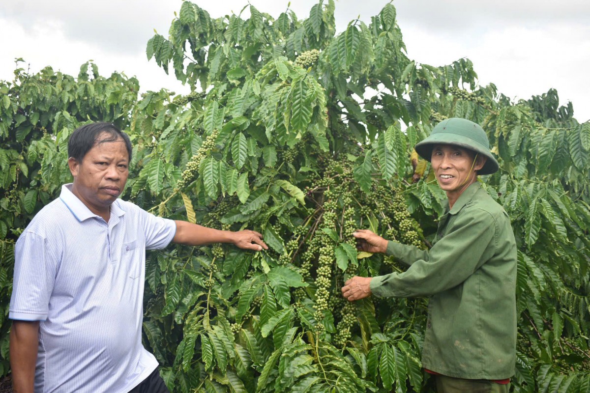 Hướng đi mới từ mô hình nông nghiệp hữu cơ cho cây sầu riêng, cà phê