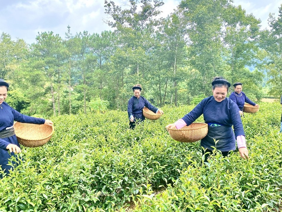 kinh te tap the don bay phat trien nong thon mien nui