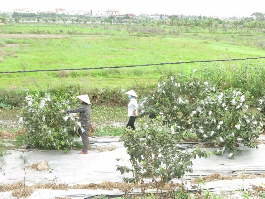 Hội Nông dân Hải Phòng: Điểm tựa vững chắc giúp hội viên vượt qua nỗi lo "được mùa rớt giá"