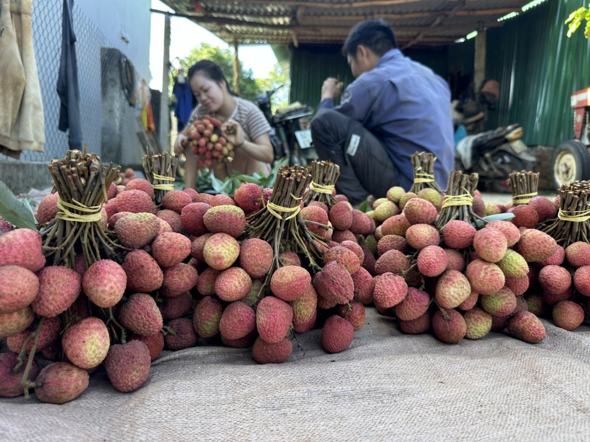 Xã Đắk Đoa triển khai đề cử tôn vinh điển hình tiên tiến vì sự phát triển nông nghiệp hữu cơ Việt Nam