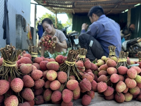 Xã Đắk Đoa triển khai đề cử tôn vinh điển hình tiên tiến vì sự phát triển nông nghiệp hữu cơ Việt Nam