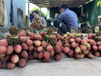 Xã Đắk Đoa triển khai đề cử tôn vinh điển hình tiên tiến vì sự phát triển nông nghiệp hữu cơ Việt Nam